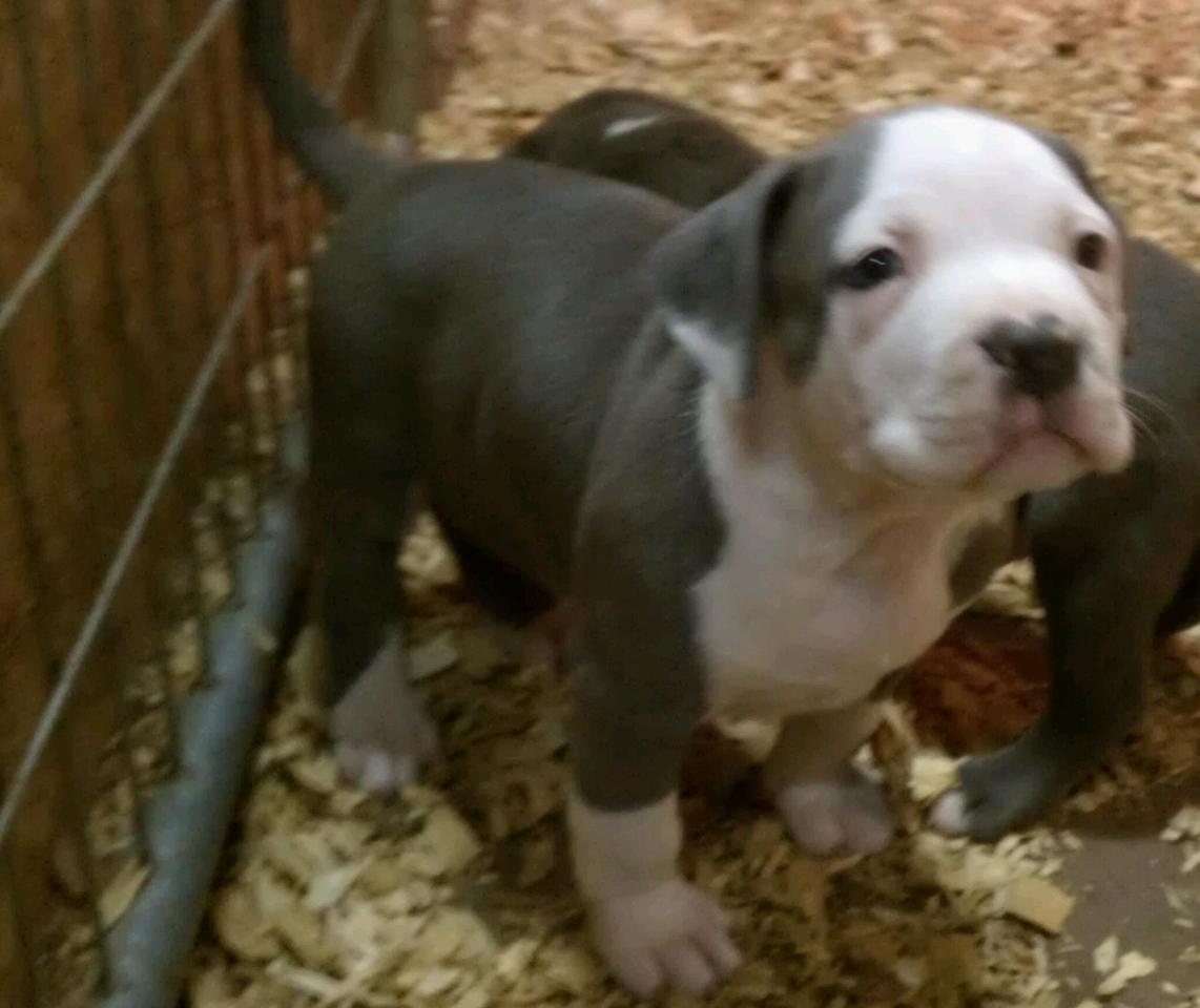 Frank's iPhone 3GS – Photo 9