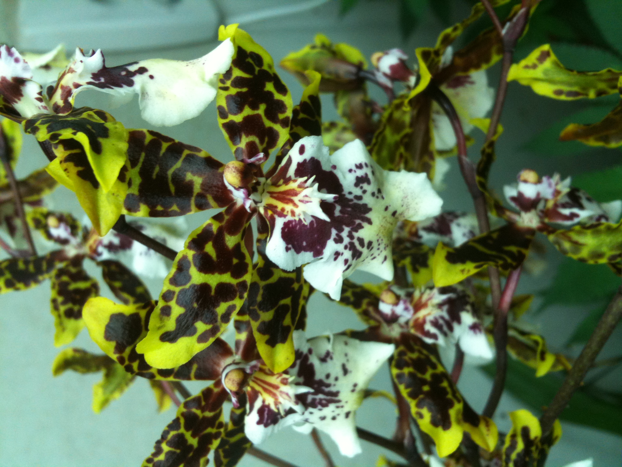 Frank's iPhone 3GS – Photo 26